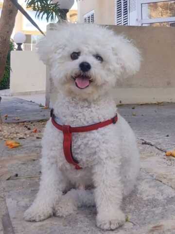Entzückende Bichon-Frisé-Welpen suchen ein liebevolles Zuhause!