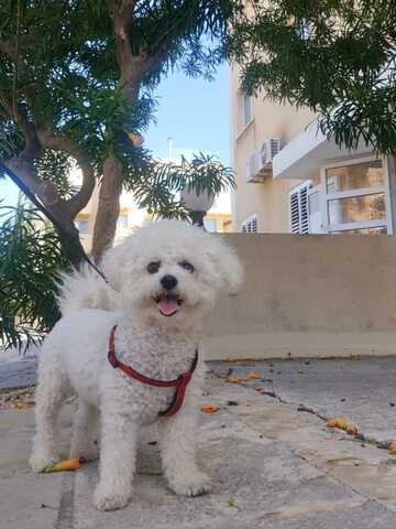 Entzückende Bichon-Frisé-Welpen suchen ein liebevolles Zuhause!