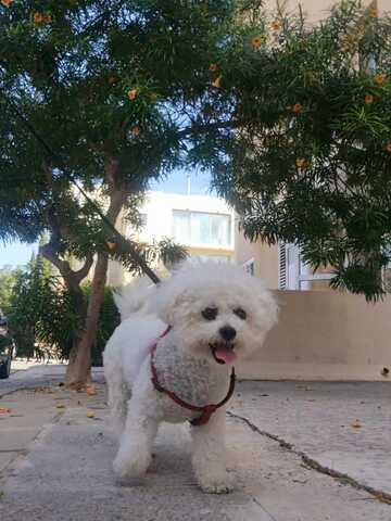 Entzückende Bichon-Frisé-Welpen suchen ein liebevolles Zuhause!