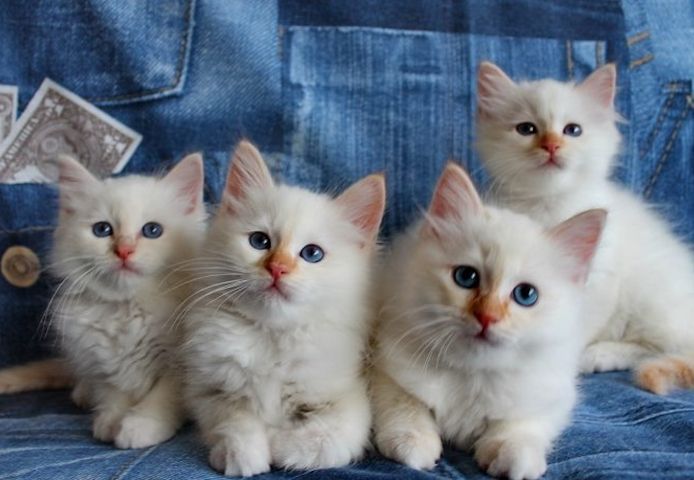 Heilige Birma Kitten mit Ahnentafel,