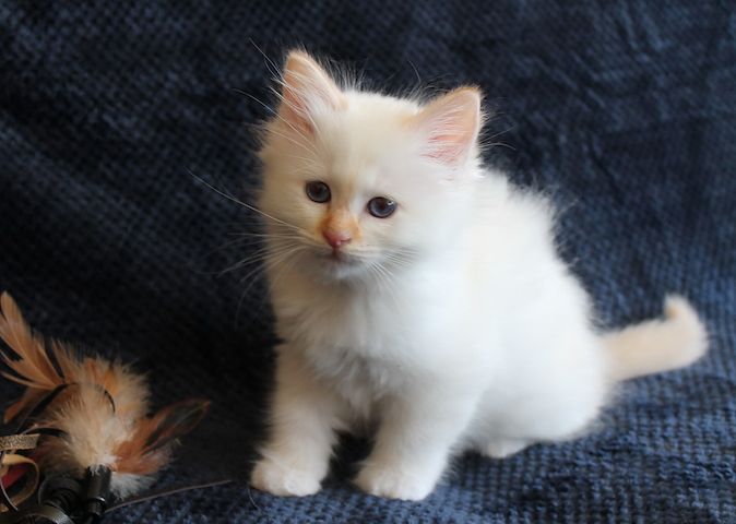 Heilige Birma Kitten mit Ahnentafel,