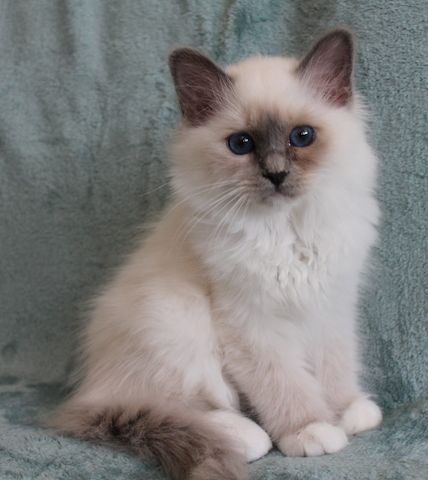 Heilige Birma Kitten mit Ahnentafel,