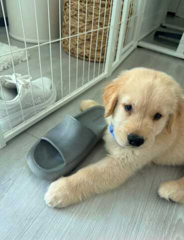 Bezaubernde Golden-Retriever-Welpen suchen ein liebevolles Zuhause!