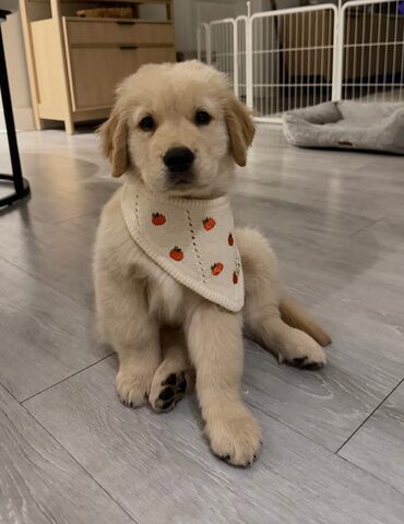 Bezaubernde Golden-Retriever-Welpen suchen ein liebevolles Zuhause!