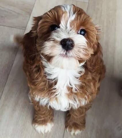 Entzückende Labradoodle-Welpen suchen ein liebevolles Zuhause!