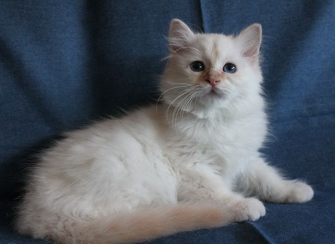 Heilige Birma Kitten mit Ahnentafel,