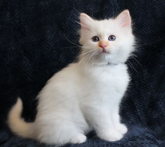 Heilige Birma Kitten mit Ahnentafel,