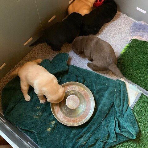 Entzückende Labrador-Retriever-Welpen suchen ein liebevolles Zuhause!