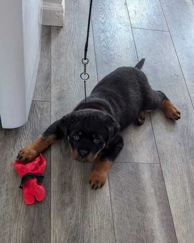 Bezaubernde Rottweiler-Welpen suchen ein liebevolles Zuhause!