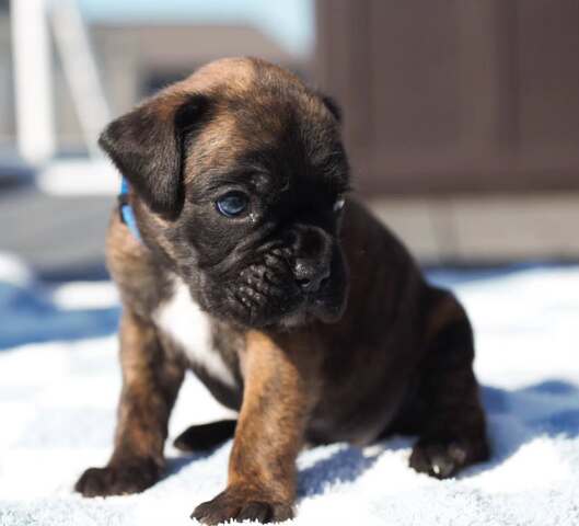Süße Boxer-Welpen suchen ein liebevolles Zuhause!