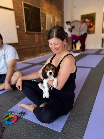 Entzückende Beagle-Welpen suchen ein liebevolles Zuhause!