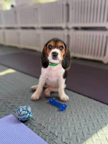 Entzückende Beagle-Welpen suchen ein liebevolles Zuhause!
