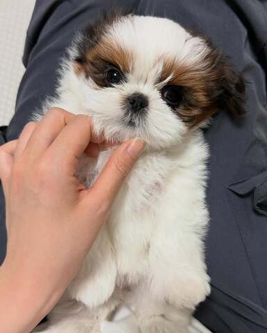 Entzückende Shih-Tzu-Welpen suchen ein liebevolles Zuhause!