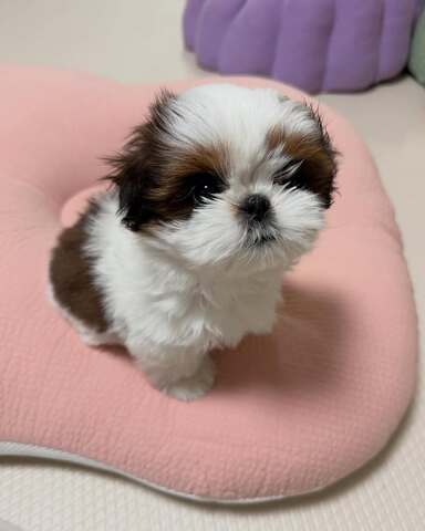 Entzückende Shih-Tzu-Welpen suchen ein liebevolles Zuhause!