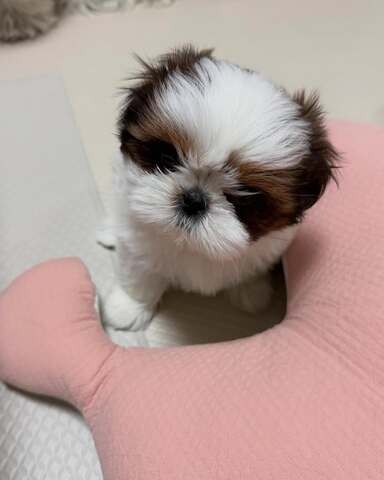 Entzückende Shih-Tzu-Welpen suchen ein liebevolles Zuhause!