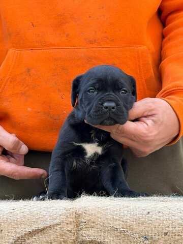 Entzückende Cane-Corso-Welpen suchen ein liebevolles Zuhause!