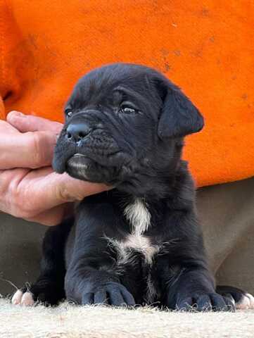 Entzückende Cane-Corso-Welpen suchen ein liebevolles Zuhause!