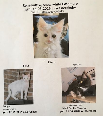 4,5 Monate altes menschenbezogenes Kätzchen - Bengal / Main-Coon