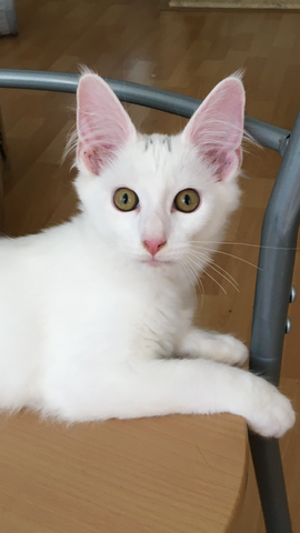 4,5 Monate altes menschenbezogenes Kätzchen - Bengal / Main-Coon
