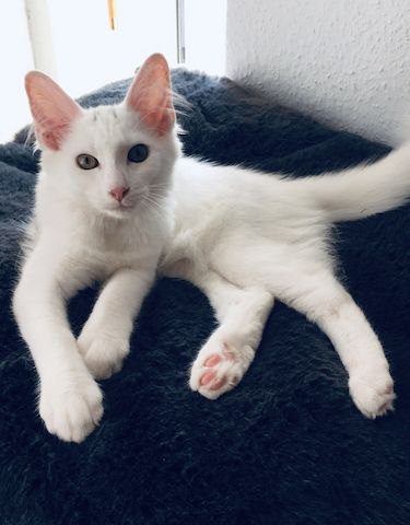 4,5 Monate altes menschenbezogenes Kätzchen - Bengal / Main-Coon