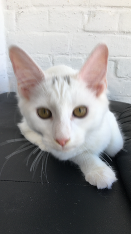 4,5 Monate altes menschenbezogenes Kätzchen - Bengal / Main-Coon