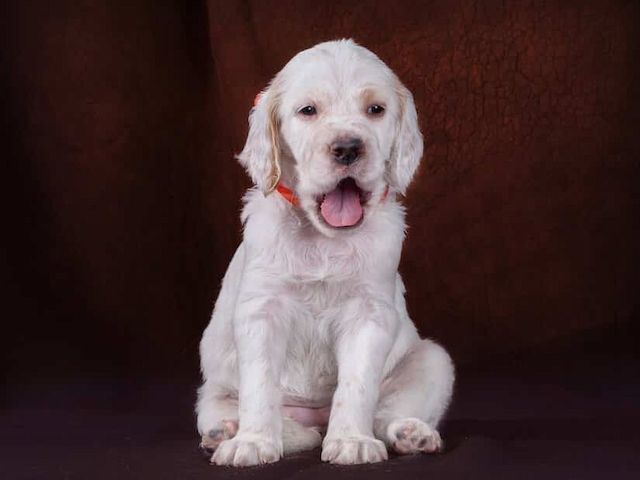 Englische Setter Welpen. WhatsApp: +44 7469 456352