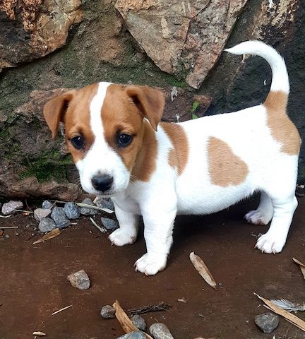 Jack-Russell-Welpen. WhatsApp: +44 7469 456352