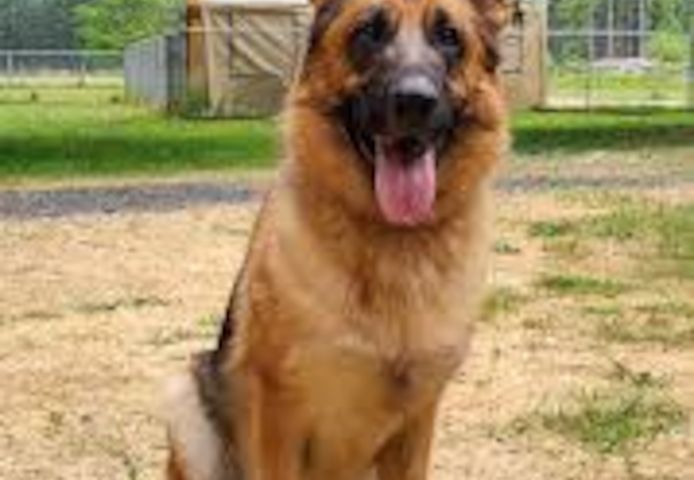 Alter Deutscher Schäferhund. WhatsApp: +44 7469 456352
