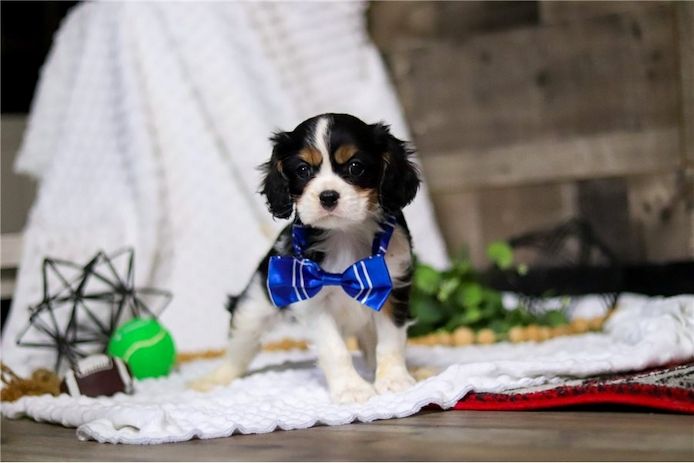 Cavalier King Charles Welpen. WhatsApp: +44 7469 456352