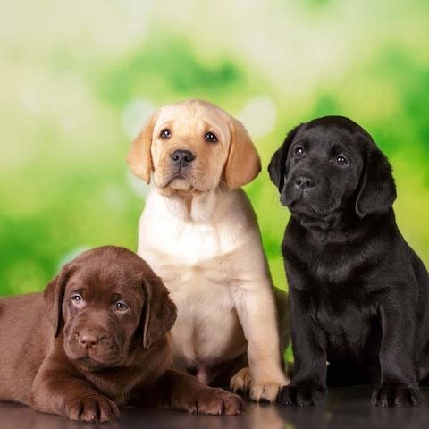 Labrador welpen. WhatsApp: +44 7469 456352