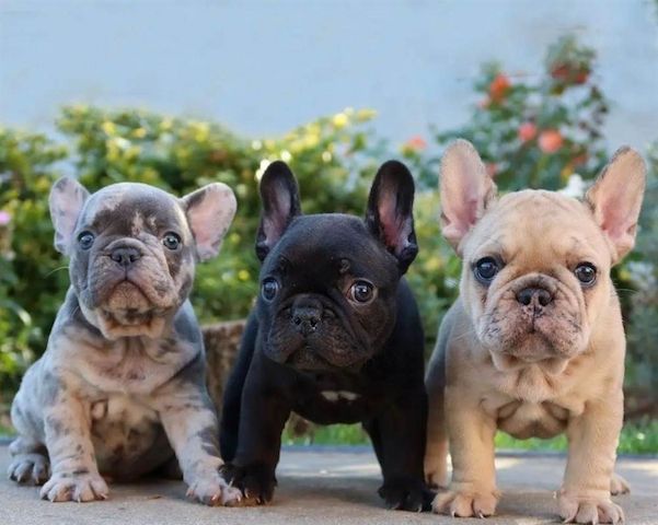 Tolle Französische Bulldoggen-Welpen zu verkaufen