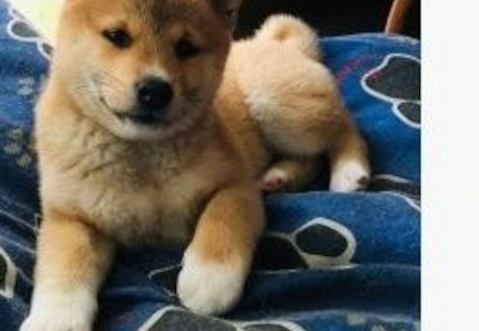 Shiba-Inu-Welpen