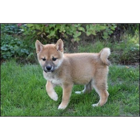 Akita-Inu-Welpen