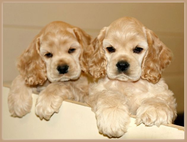 Cocker-Spaniel-Welpen