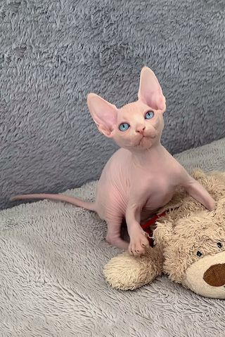 Sphynx-Kätzchen sucht ein neues Zuhause.