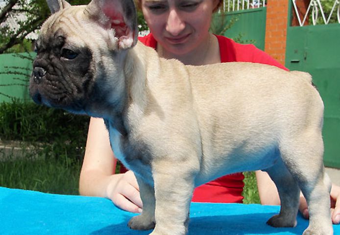 Französische Bulldoggenwelpen suchen ein neues Zuhause.