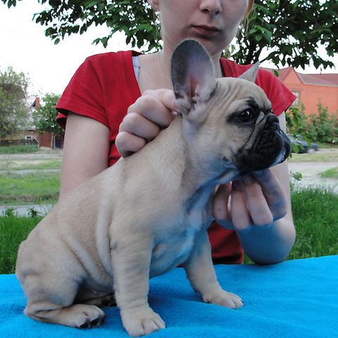 Französische Bulldoggenwelpen suchen ein neues Zuhause.