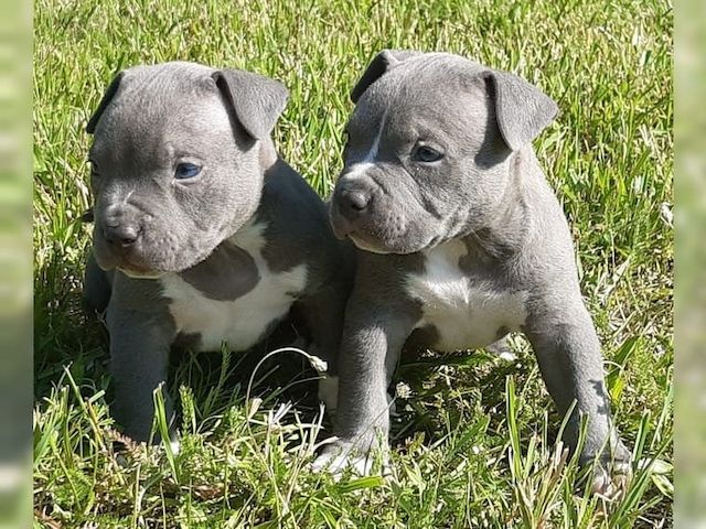 Liebliche Pitbull-Welpen suchen ein liebevolles Zuhause