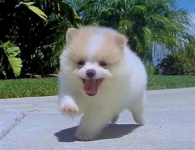 Pomeranian suchen ein neues Zuhause.