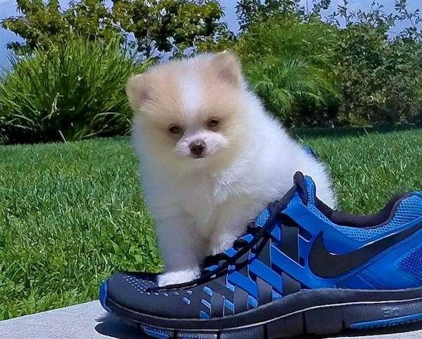 Pomeranian suchen ein neues Zuhause.