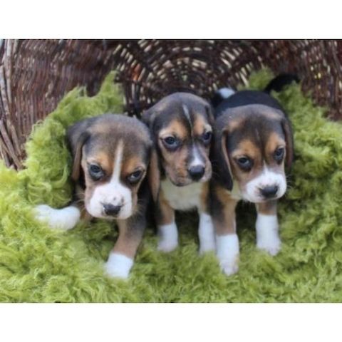 Beagle-Welpen
