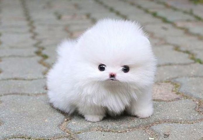 Reinrassige Pomeranian Welpen