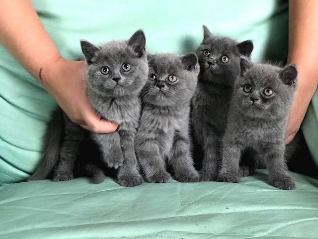Britisch Kurzhaar Kater und Katzen