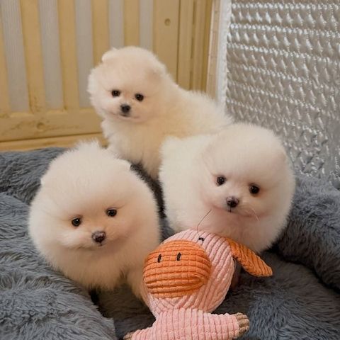 Pomeranian-Welpen zu verkaufen