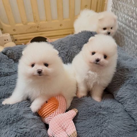 Pomeranian-Welpen zu verkaufen