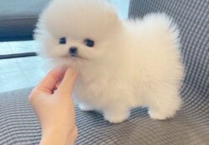 Pomeranian-Welpen zu verkaufen