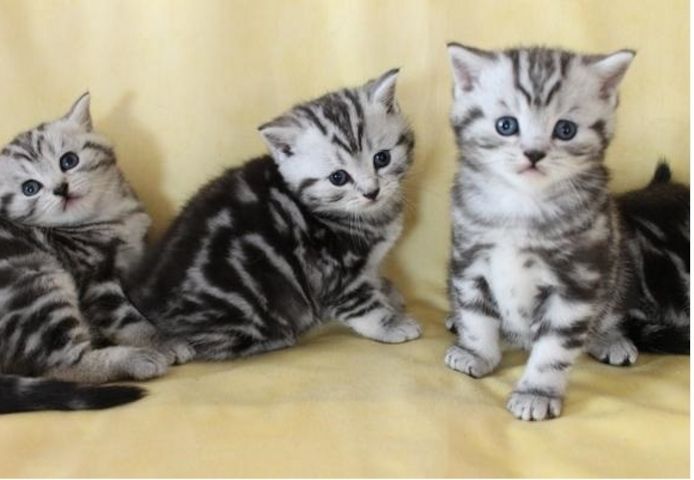 Reinrassige BKH kitten