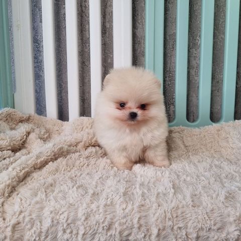 Pomeranian-Welpen zu verkaufen