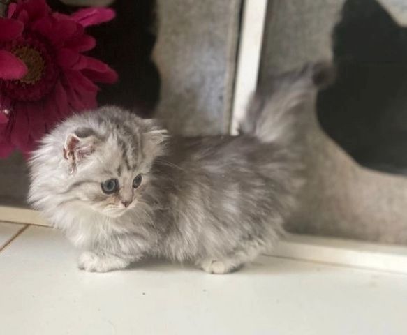 Maine Coon Kätzchen