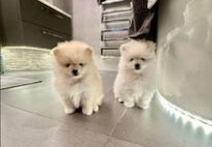 Pomeranian-Welpen abzugeben